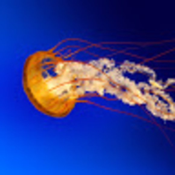 Meet your Posher, Jennifer - Picture 1 of 1